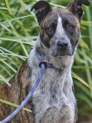 Melbourne shelter dogs: adopt a pet | news.com.au — Australia’s leading ...