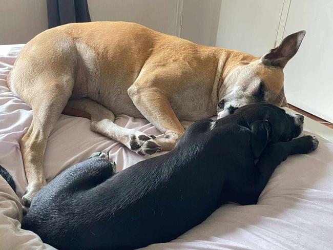 Fluke (right) recovers with his canine foster sister, Bella, a 6-year-old Rhodesian ridgeback Bullmastiff cross, in Brisbane. Fluke is almost ready to be placed for adoption. Picture: facebook.com/darerescueinc