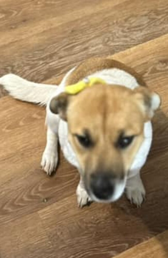 Daisy: Lisa Thompson's 1 year old Jack Russell