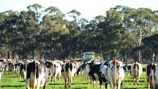 Warakirri’s dairy farm at Glenfyne. Picture: Zoe Phillips