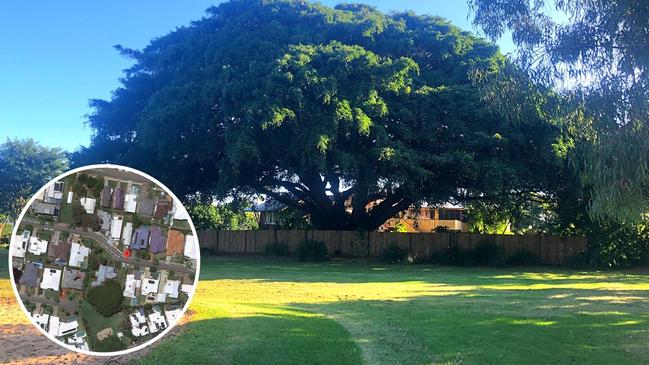 An approximately 250-year-old Moreton Bay fig tree is standing in the way of a housing project on historic farmland on Brisbane’s bayside. The 15m tree, which has a 32m canopy, takes up a third of a block which developers want to cut up for three housing lots. Picture: Supplied