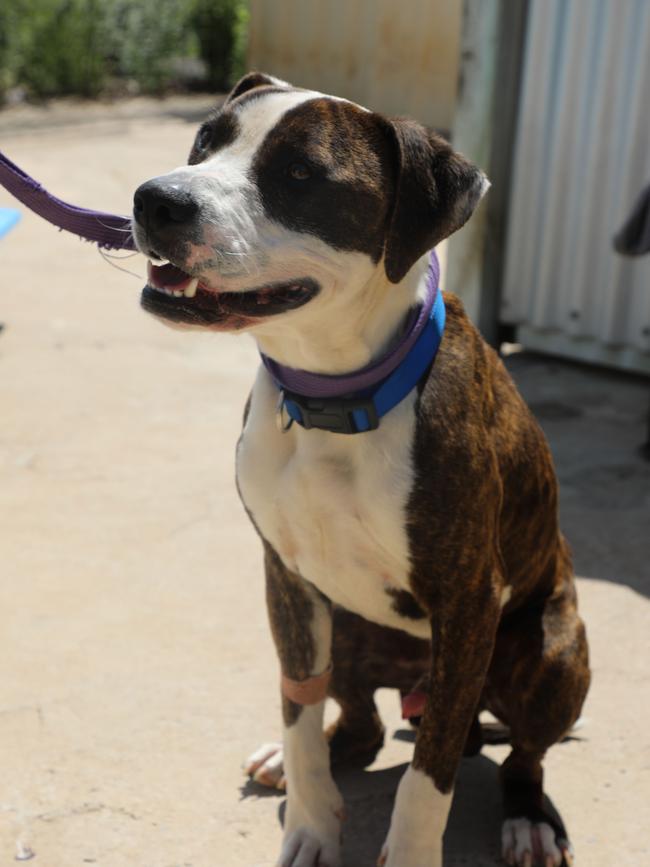 Tun was seized by RSPCA officers and was found to be underweight. Picture: RSPCA