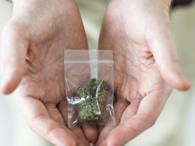 Young caucasian man wearing sweater arrested for possession of illegal marijuana drugs holding a bag of marijuana and a green cannabis leaf. Cannabis clipseal bag generic image. Picture: iStock