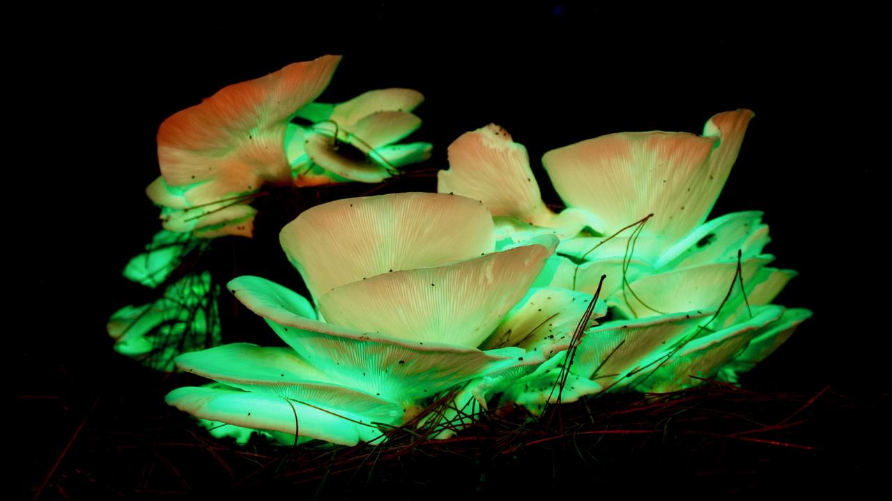 The ghost mushroom, Omphalotus nidiformis, emits a soft green glow after dark, which is bright enough to make out words on a page. Picture: Ockert le Roux                        <a class="capi-image" capiId="1c1785a190a72ebd29caa4df534f2331"></a>