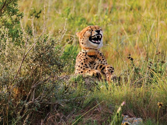 A comedic photo of a cheetah appearing to find something hilarious by Dutton Robert for the Comedy Wildlife Photo Awards 2016, South Africa, PHOTOGRAPH BY Dutton Robert / Barcroft Images