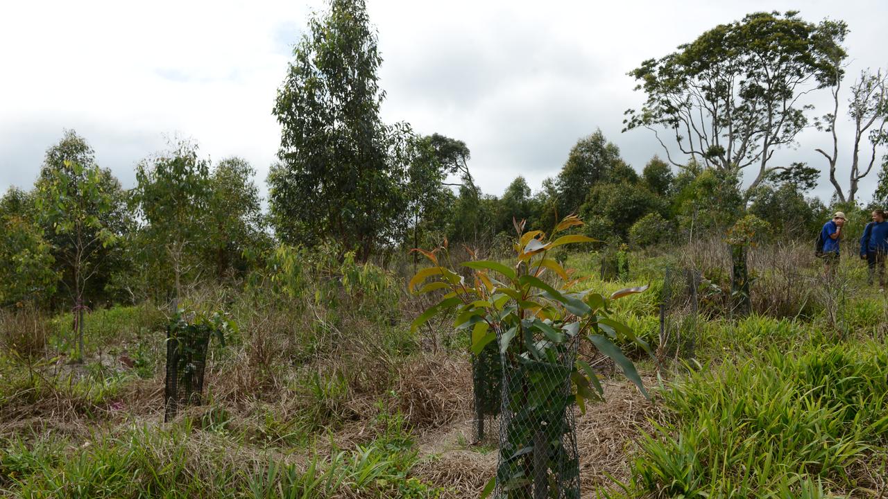 Mullumbimby High School students have launched a new project, Trees for Koalas - Connecting Communities, to increase the number of koala food trees on private properties within the Byron Shire. The group toured a Binna Burra property on Tuesday, October 27, before planting 400 new koala food trees to build upon existing plantation works. Picture: Liana Boss