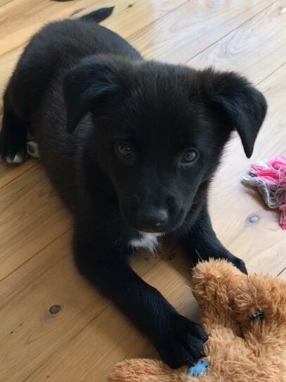 Coco the border collie/kelpie puppy ended up at vet after having a bite on bait at Mona Vale. Picture: supplied