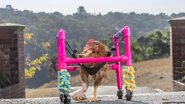 Bob the Rooster in his chicken wheelchair is a rescue rooster looking for a home. Picture: Jason Edwards