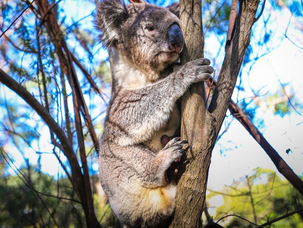 We once killed 600,000 koalas in a year. Now they're Australia's 'teddy  bears'. What changed? - ABC News