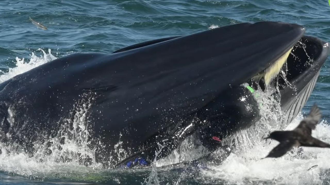 Rainer Schimpf’s backside and feet are visible after the whale briefly swallows his head. Picture: Barcroft TV