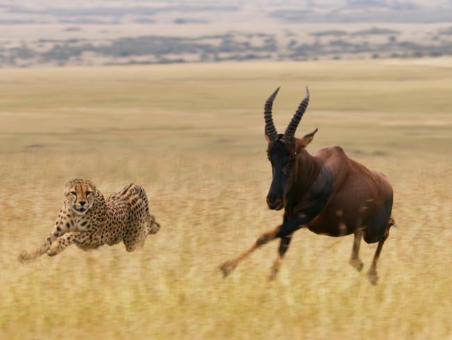 A cheetah needs all its speed to chase down a topi, one of the fastest antelope in Africa, Seven Worlds, One Planet: Episode 7, Africa. Picture: Supplied