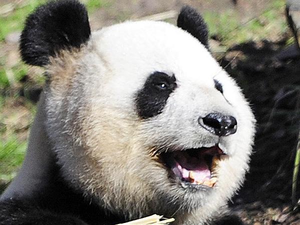 31/07/2014 Funi eats bamboo happy with her own reflection as the the start of August marks the official start of panda watch (breeding season) . Pic Mark Brake