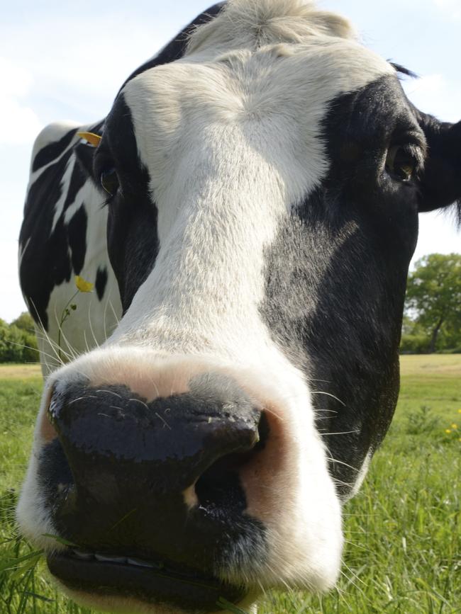 A curious cow’s face is captured by Stoktake.