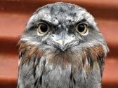 A Tawny Frogmouth.