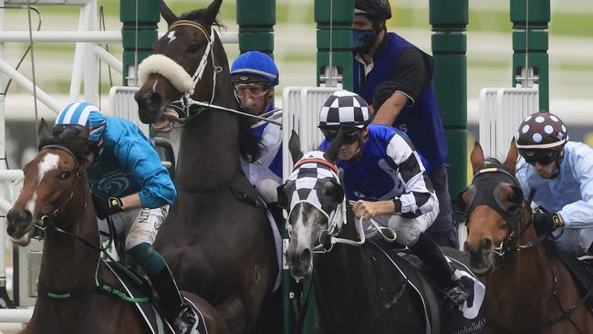 Girl Tuesday rears up in the barriers. Picture: Getty Images