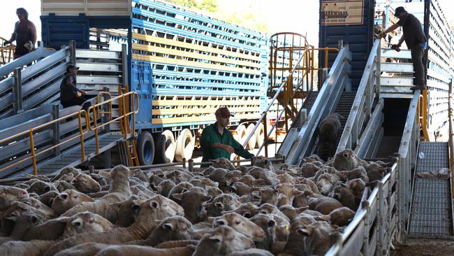 Sheep being loaded on trucks in March 2023 bound for port in WA. Picture: Philip Gostelow