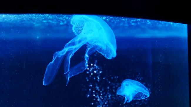 Moon Jellyfish formerly kept at ReefHQ. TEL CEO Claudia Brumme-Smith said when the project was first proposed it was believed that construction could be built around the tank, but it was discovered that a new tank was needed as well.