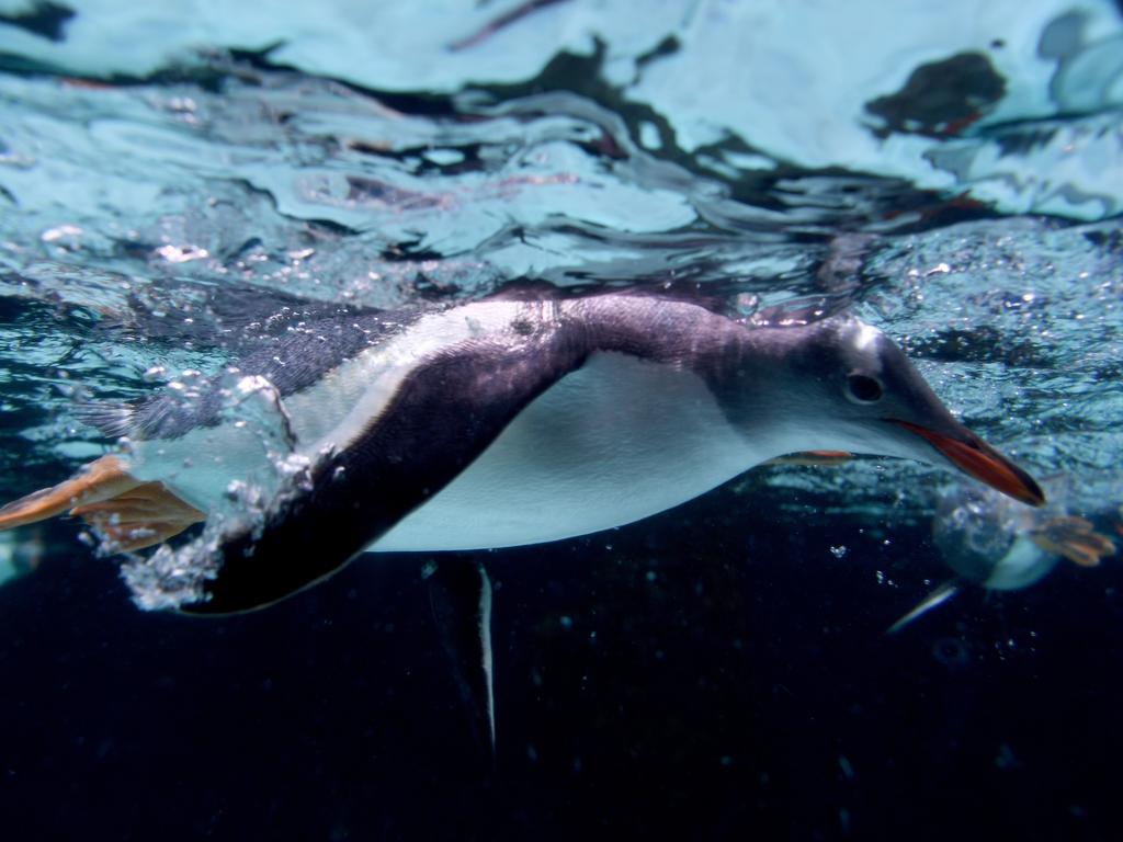 Senator Peter Whish-Wilson proposed shooting dogs to protect penguins. Picture: AAP Image/Joe Castro.