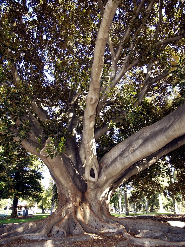 The magnificent trees grow to be more than 100m tall. Picture: Kerris Berrington.