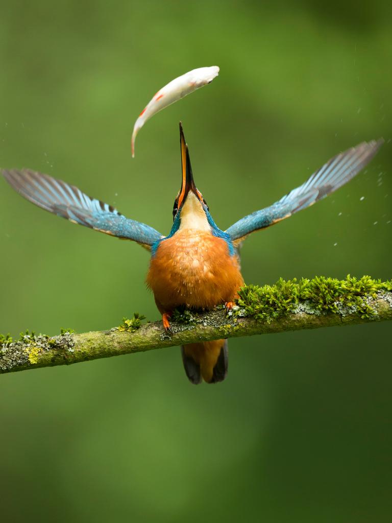 Bird Photographer of the Year Awards 2017. Catch of the day. Category: Bird Behaviour Photographer: Vince Burton. “The Kingfisher caught this fish by spearing it with its beak. It flew to a nearby branch, threw back its head and tossed the fish into the air, before catching it again. This was observed from a hide, where live fish were provided in an area for the Kingfisher to catch.”Location: Private stretch of a river in Suffolk