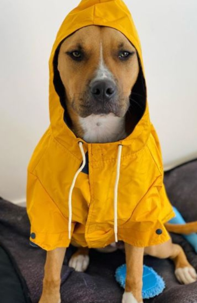 Raincoat store kmart australia