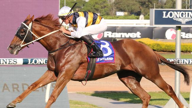 Chepheus can book a spot in The Big Dance in November with a win in Sunday's South Grafton Cup. Picture: Grant Guy