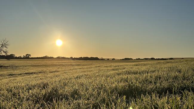 The severe frost events this week in agricultural areas was yet another blow for farmers already dealing with a historically dry start to the year. Picture: Mallee Sustainable Farming