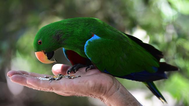 Flying High Bird Park owner Ian Dodds with a male Red-sided Eclectus parrot.