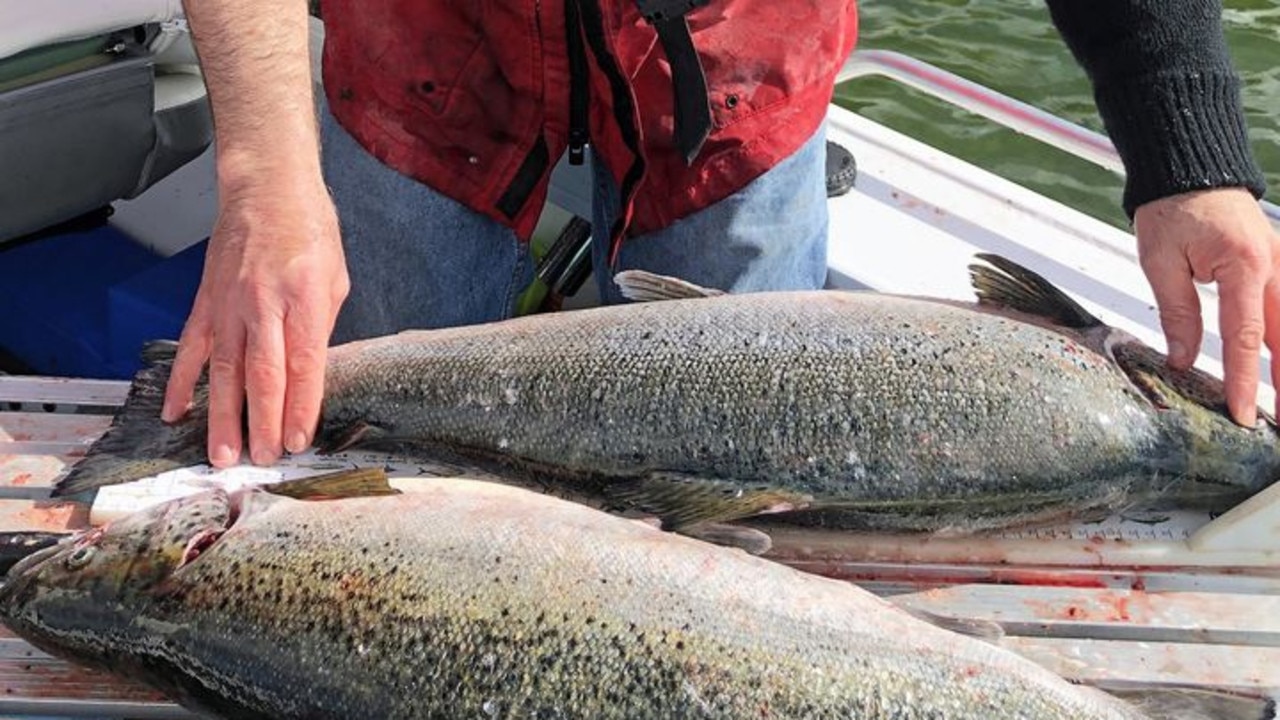 ‘Why not?’: Salmon farming royalty suggested by leading economist