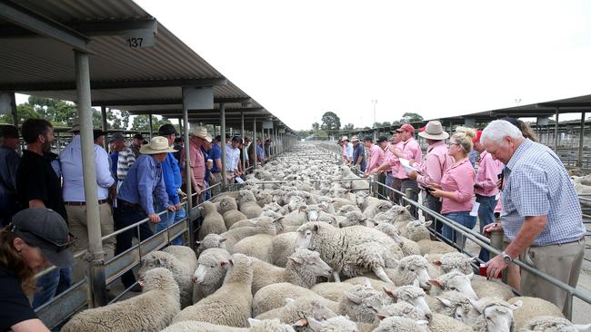 Winter blues: Problems with demand are taking a toll on mid-winter sheep prices. Picture: Andy Rogers