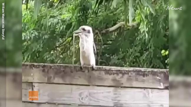 Greedy kookaburra chows down on backyard snake