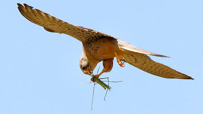 A female Kestrel catches a giant grasshopper near along the border between Israel and the Gaza Strip. Picture: Jack Guez/AFP