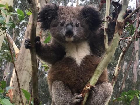 One of the new group of koalas found inland of Coffs Harbour that appear to be chlamydia free and genetically different to the rest of the koala population. Picture: WWF-Australia