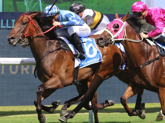 Estadio Mestalla (left) is ready to peak in the Listed Civic Stakes at Warwick Farm on Wednesday. Picture: Grant Guy