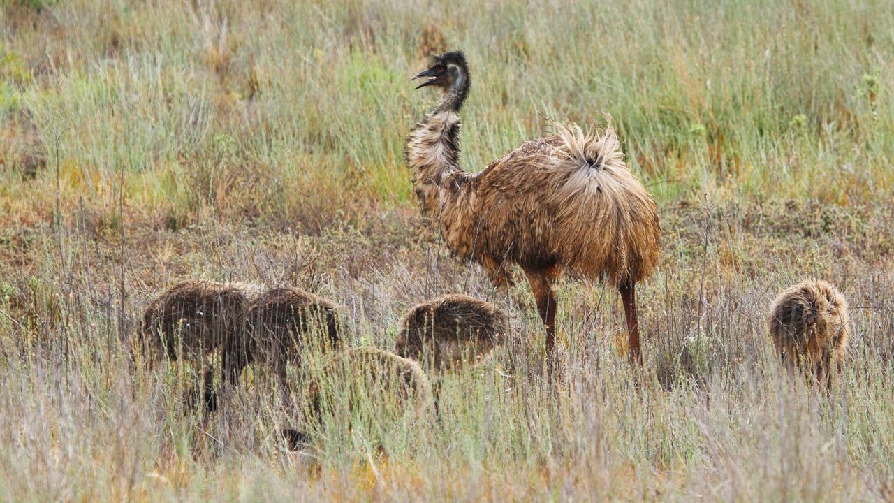 A dad emu and chicks forage among pasture at Fraser Range Sheep Station, Western Australia.