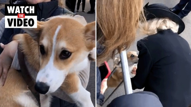 'At last, a corgi!': Camilla meets a corgi in the crowds