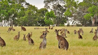 Wildlife is promoted as a tourist draw in many regional Victorian areas.