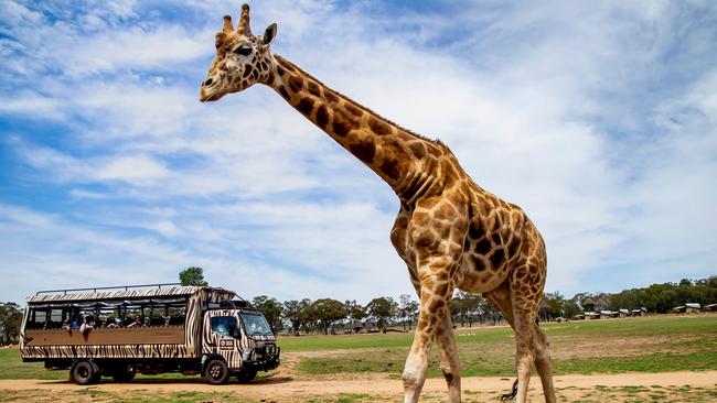 Taronga Western Plains Zoo director Steve Hinks has joined the chorus of calls for the support to extend to the bush. Picture: Supplied