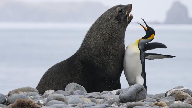 Photographer Tom Mangelsen’s entry, titled Chest Bump. It was recognised in the Highly Commended Winners section. Picture: Tom Mangelsen