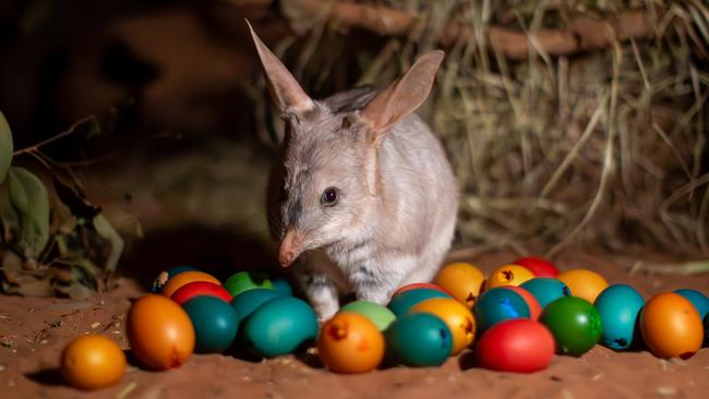 Australia’s version of the Easter bunny - the bilby - celebrating the holiday season with some colourful worm-filled eggs at Currumbin Wildlife Sanctuary on the Gold Coast. Picture: Supplied