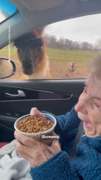 93 year-old has a chaotic time at safari park