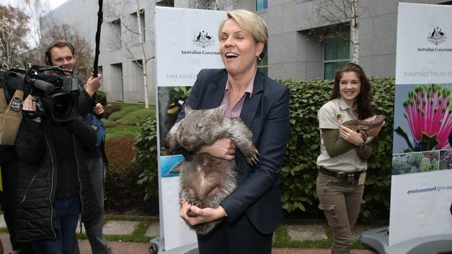 Tanya Plibersek with George the wombat. Picture: Gary Ramage