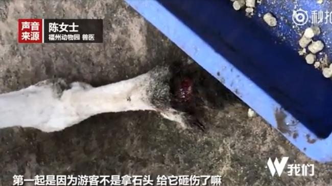 TV close up of the female kangaroo’s bloodied paw which was almost severed. Picture: China Central Television.