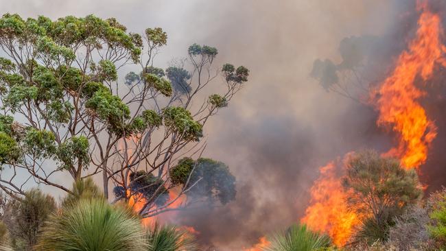 The plantation company said pine and eucalypt assets had largely been spared, however, three independent tree growers had been affected on Kangaroo Island. Picture: Sean McGowan.