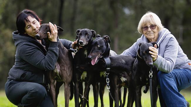 Greyhound trainers Kerry and Doreen Drynan at their property in Llandilo with their greyhounds / Picture: Jenny Evans