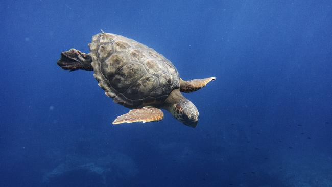 Linosa Italy: The island holiday where you can save loggerhead turtles ...
