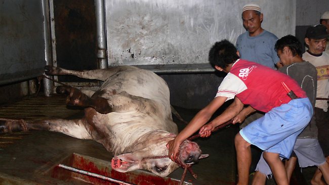 Anger over Indonesia’s cruelty to cattle threatens $330 million trade