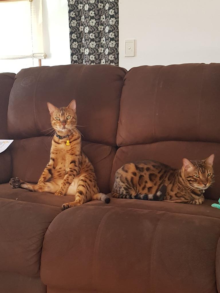 Marvel and MacGyver. Picture: Laura Hall. Cutest cats in Pine Rivers.