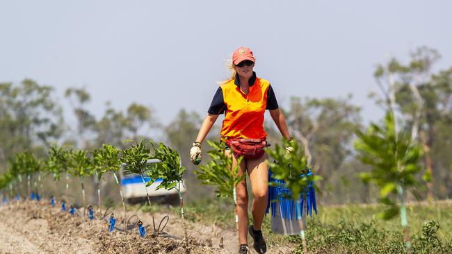 Alix Murray, 24yo, from Ireland, planting macadamia nut trees on the Lewis family farm at Bundaberg. Pic John Wilson