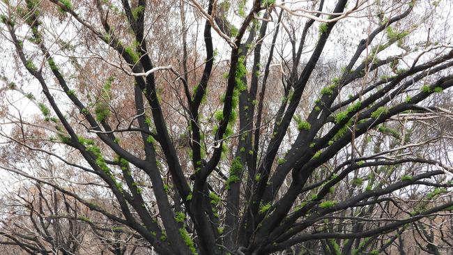 Kangaroo Island is coming back to life after bushfires and recent rains, as University of Adelaide Environment Institute Director Professor Robert Hill discovered on tour with the Department of Environment and Heritage last Wednesday February 26. This is a eucalyptus tree near the entrance to Flinders Chase National Park. This is a much more sheltered area, where trees can grow much larger. Note the dead leaves still present on the trees, the leaf litter on the ground and the new shoots appearing all up the branches, showing that those branches are alive and can regenerate.